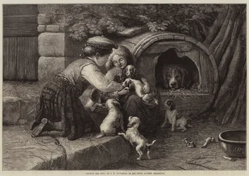 Parmi les animaux de compagnie